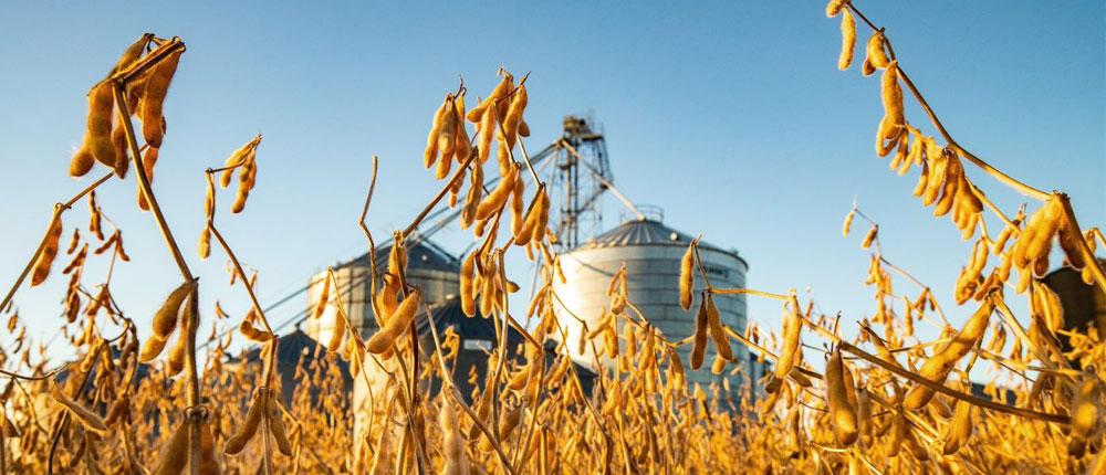Soybeans ready for harvest in front of a grain bin at sunset.